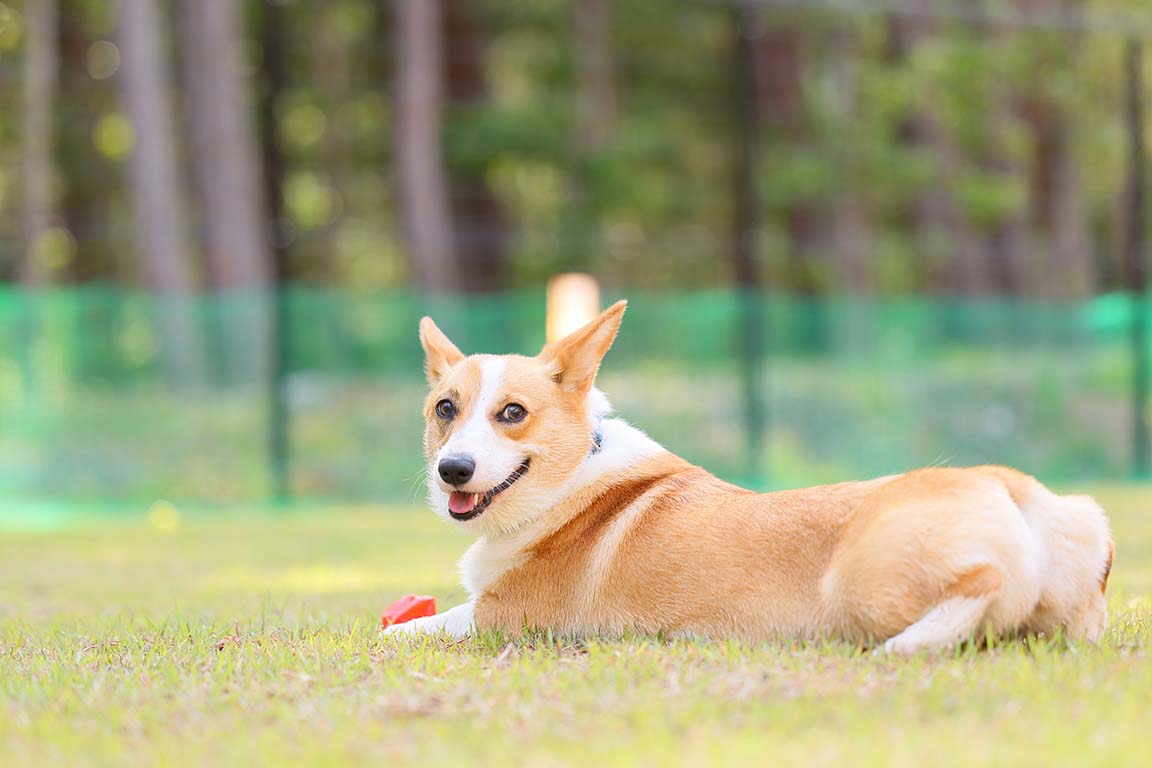 AKAGI GLAMPING VILLAGE(公式写真15)