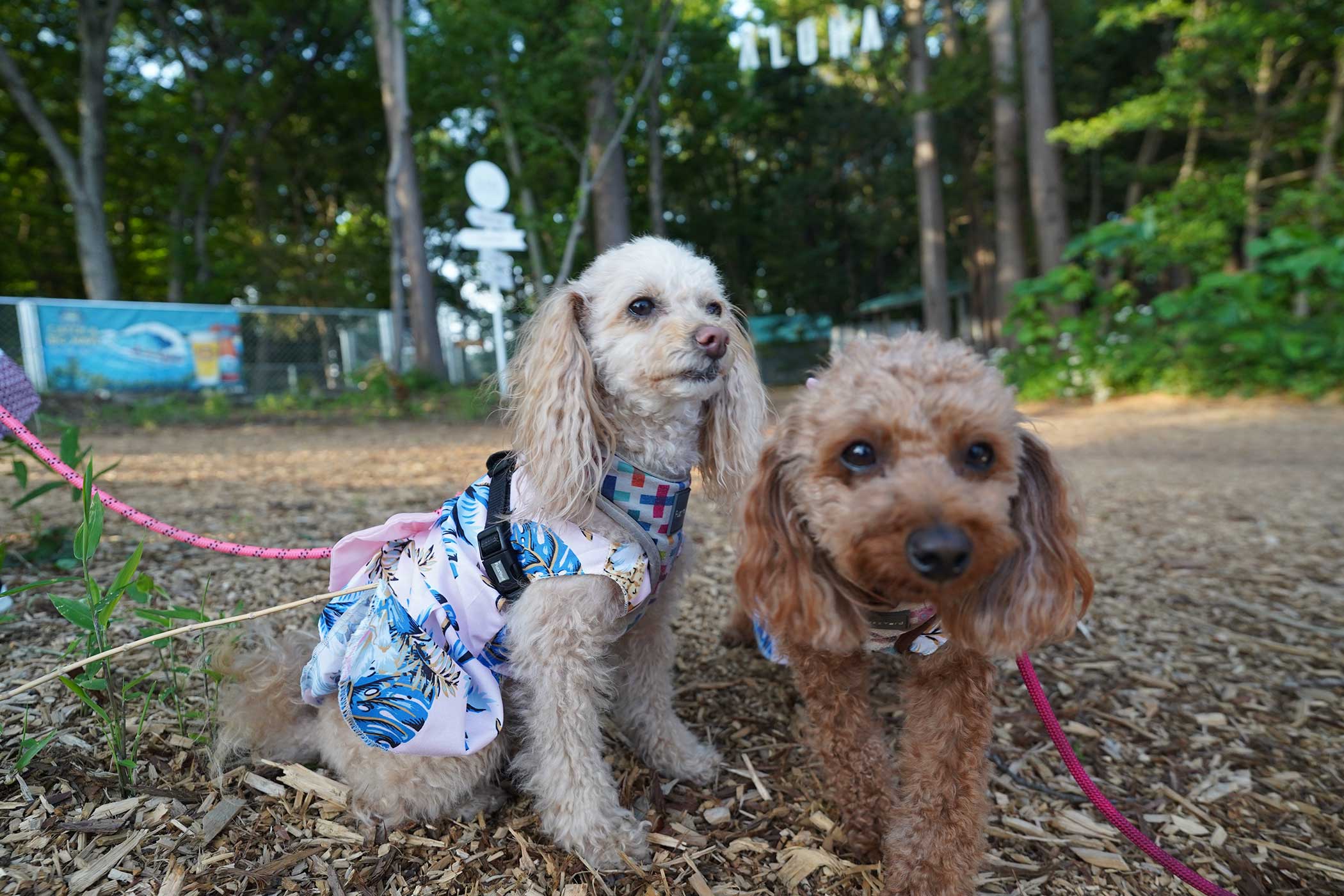 ALOHA GLAMPING RESORT SAKAI(公式写真5)
