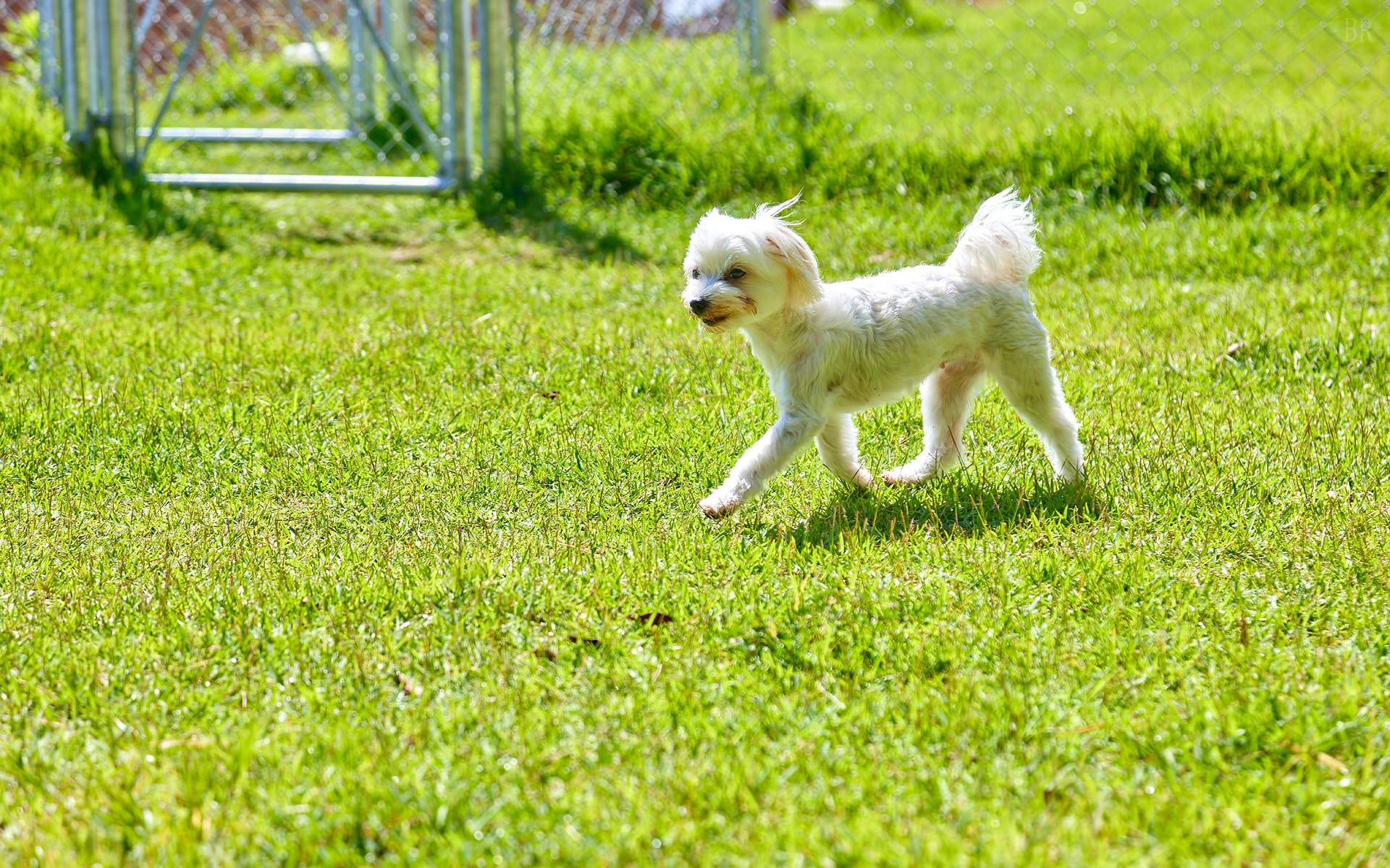AWAJI DOG BASE(公式写真5)