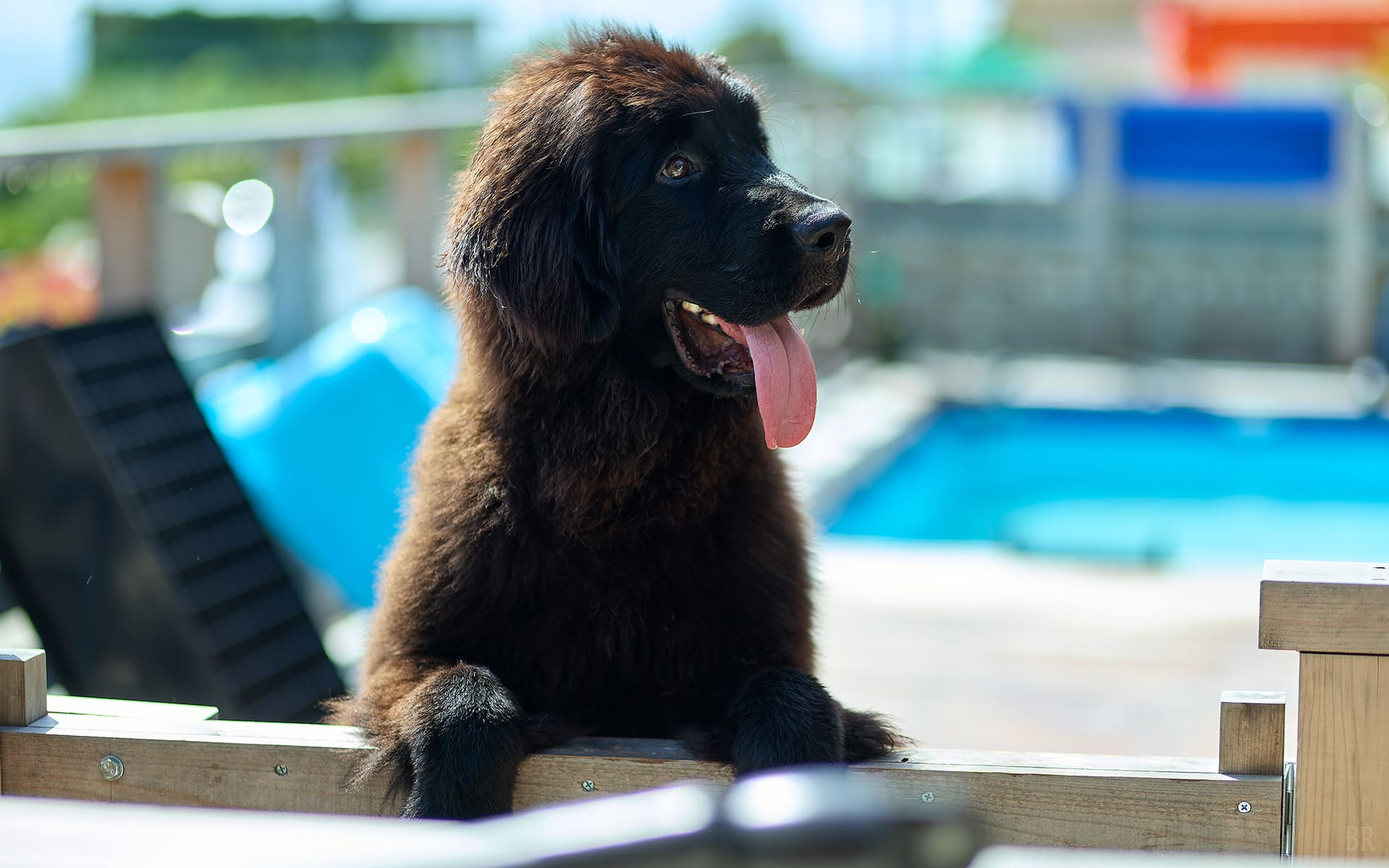 AWAJI DOG BASE(公式写真7)