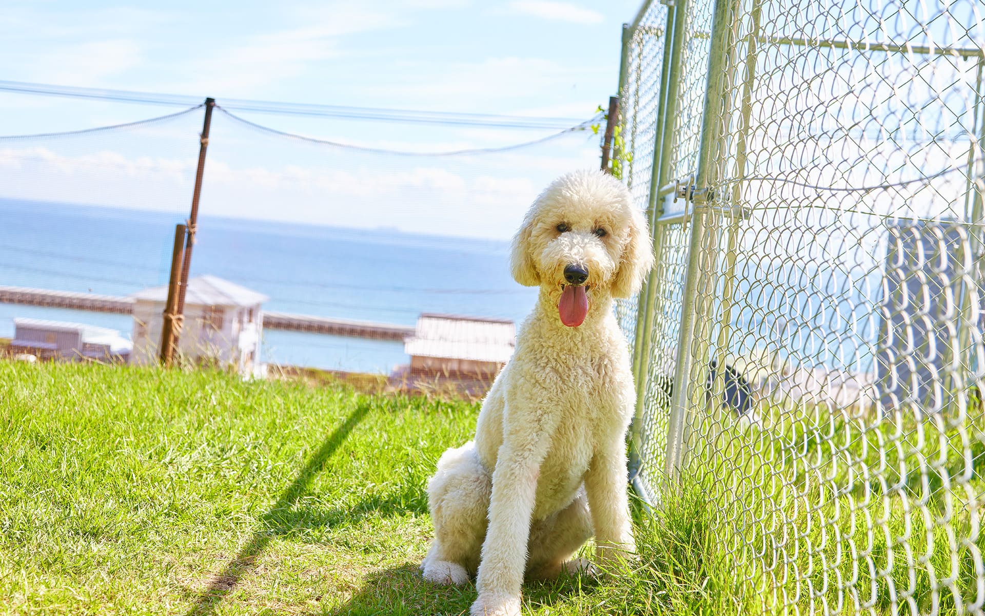 AWAJI DOG BASE(公式写真10)