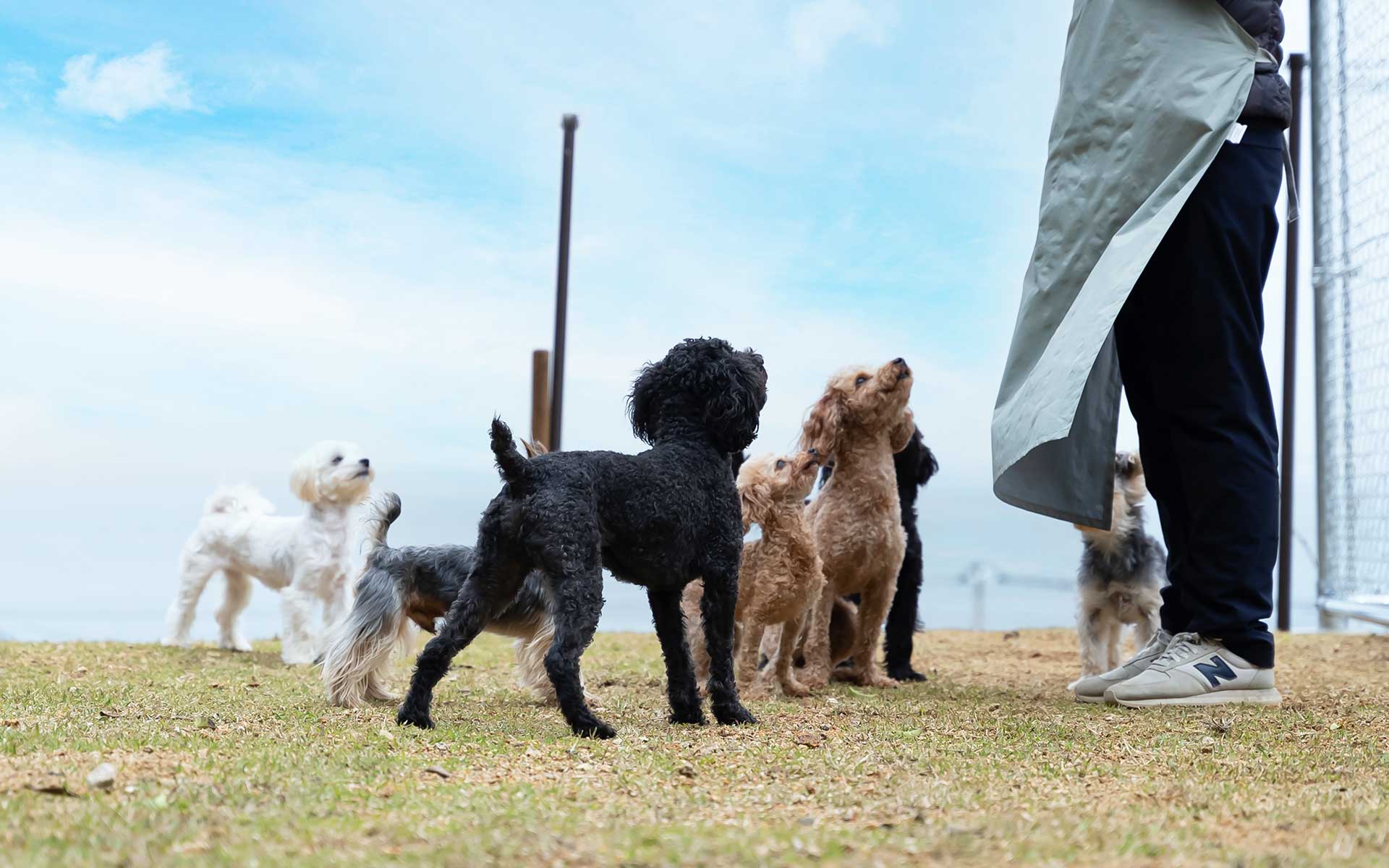 AWAJI DOG BASE(公式写真11)
