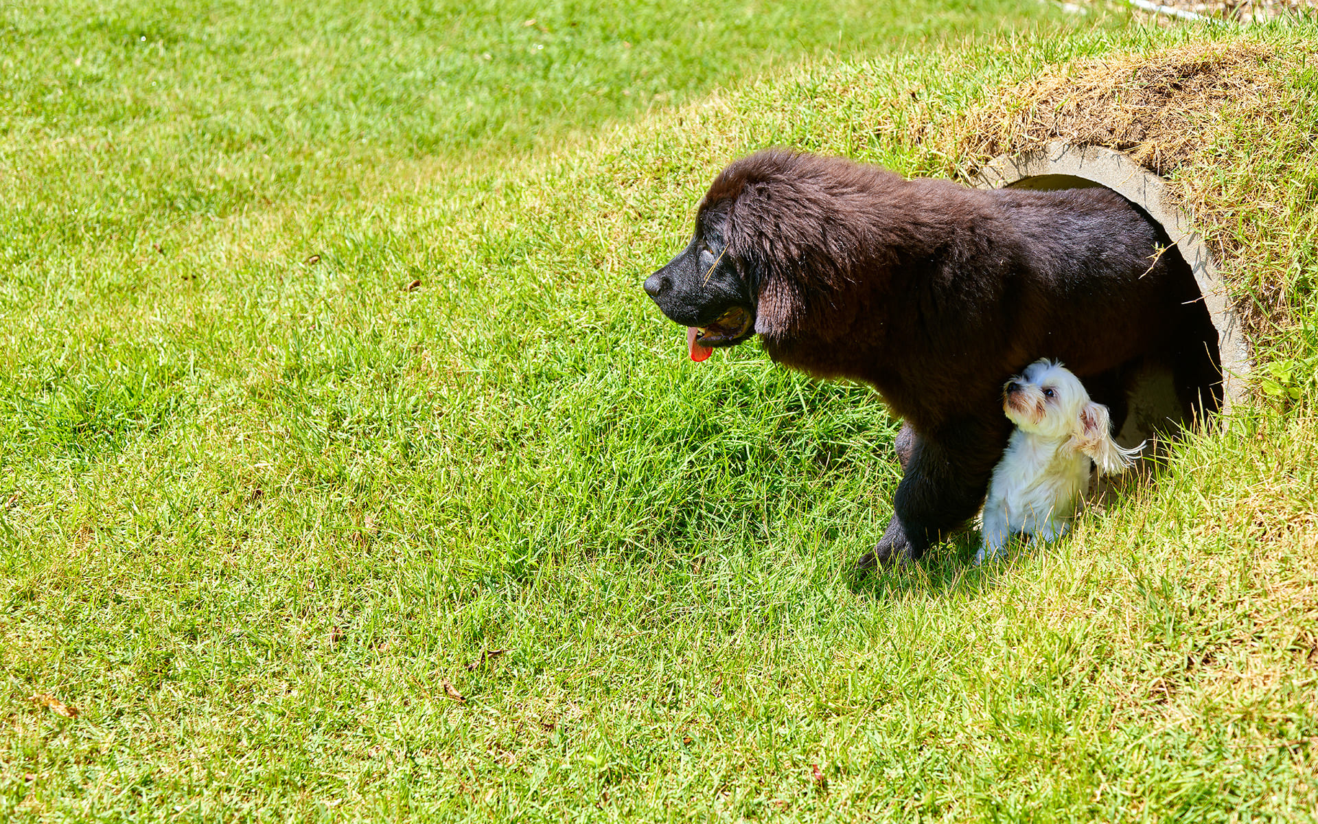 AWAJI DOG BASE(公式写真12)