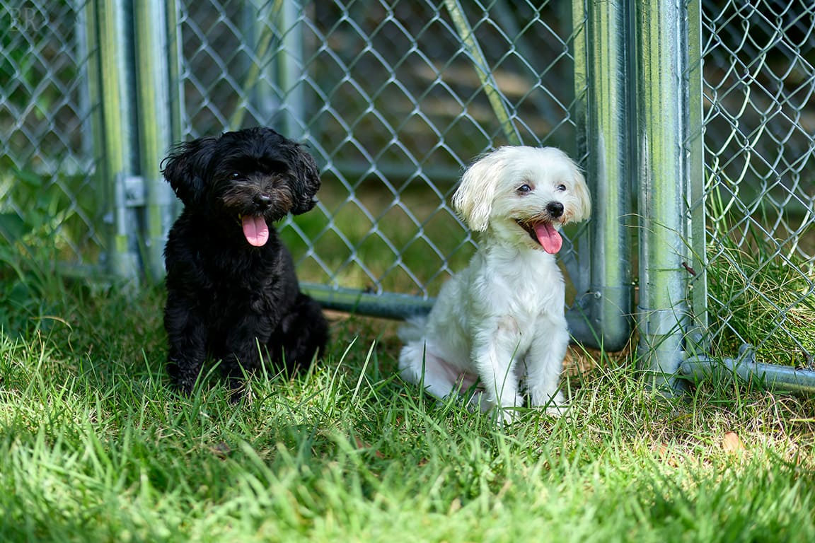 AWAJI DOG BASE(公式写真13)