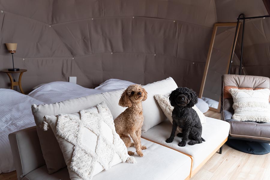 AWAJI DOG BASE(公式写真22)