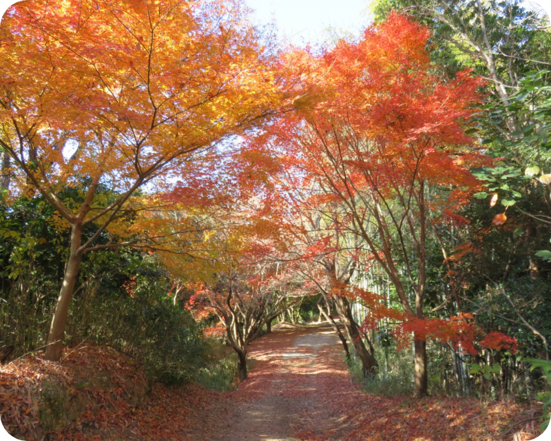 BAMBOO RESORT MIHAMA 繋(公式写真17)