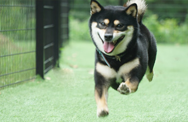 ドッグにグッドなグランピング和歌山北(公式写真9)