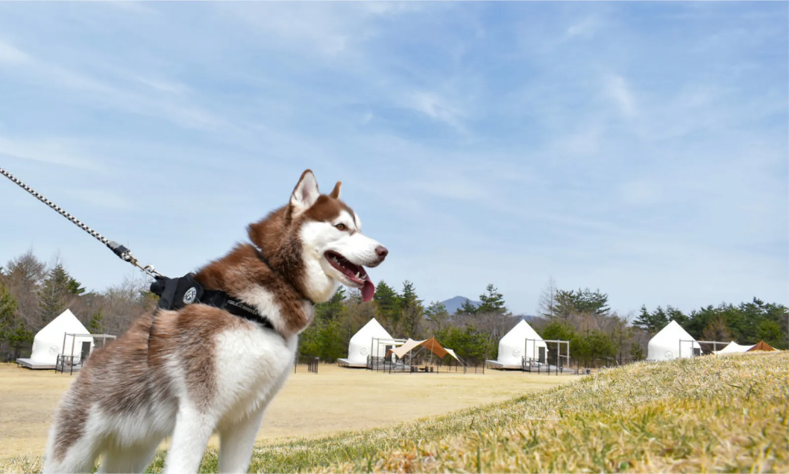 Dot Glamping 北軽井沢(公式写真10)