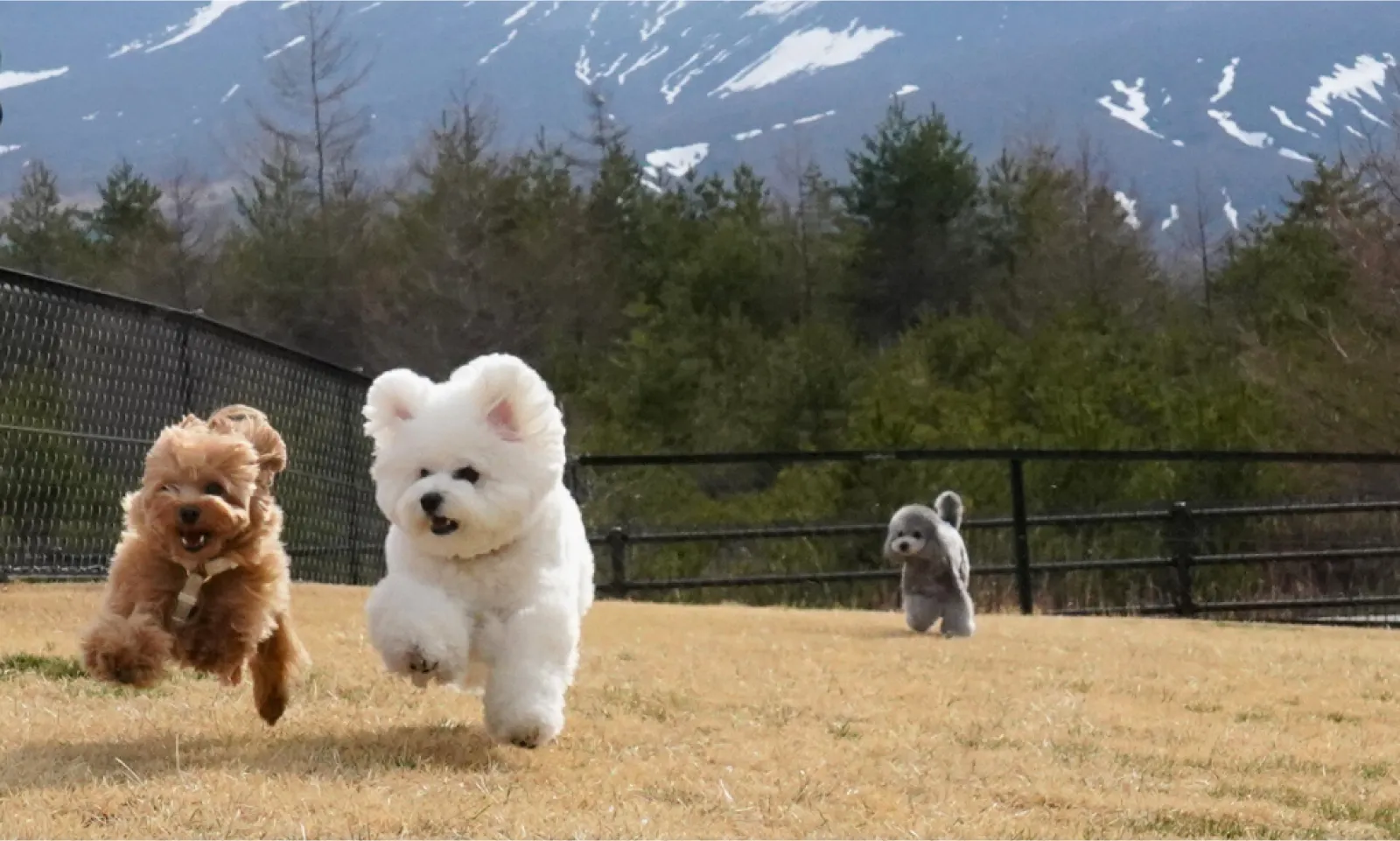 Dot Glamping 北軽井沢(公式写真11)
