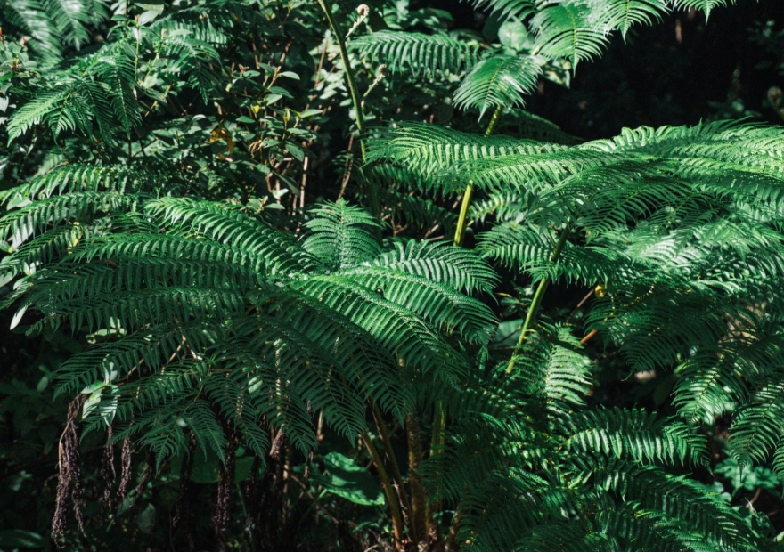 GLAMFOREST OKINAWA 名護(公式写真4)