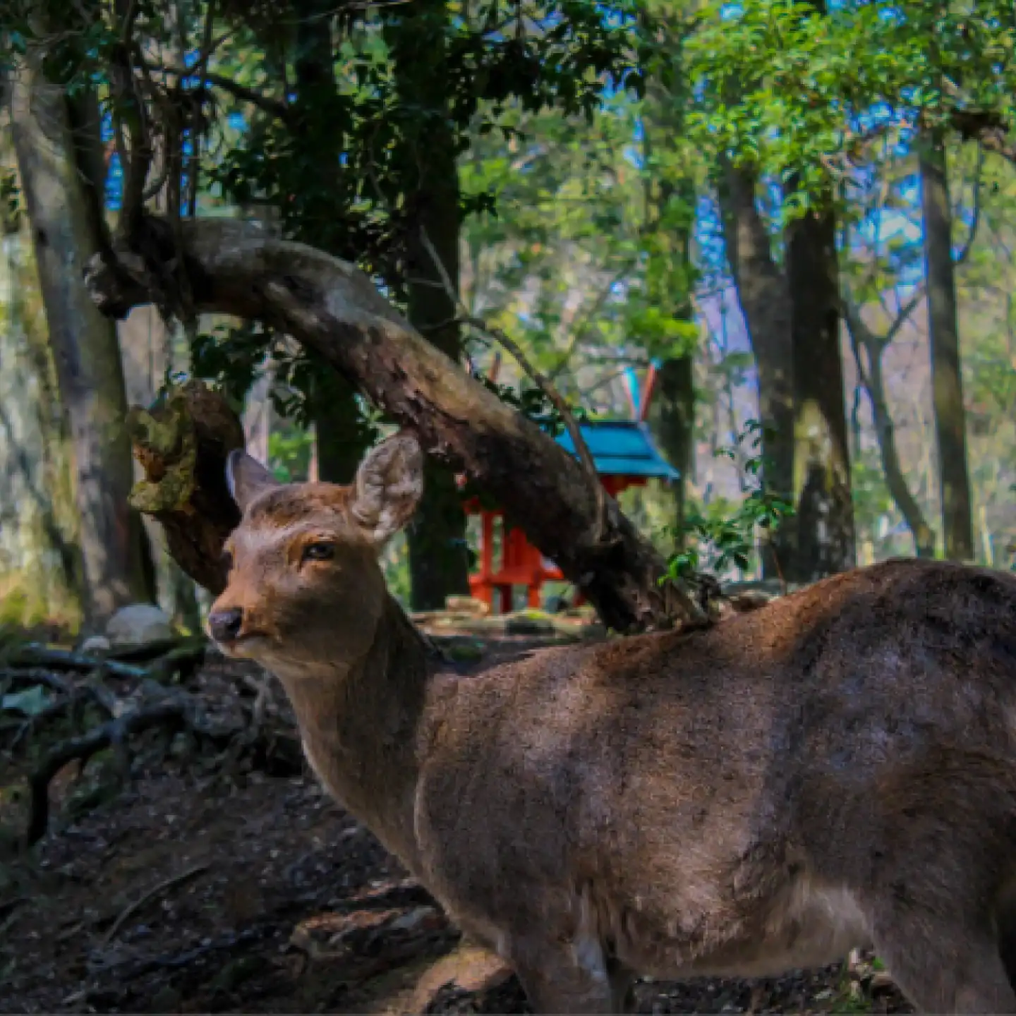 GLAMPING GATE 奈良(公式写真8)