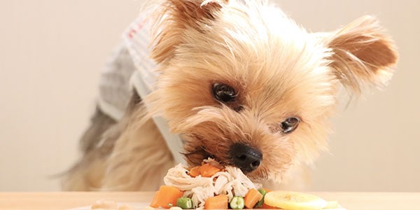 ドッグリゾートHAJIME(公式写真10)