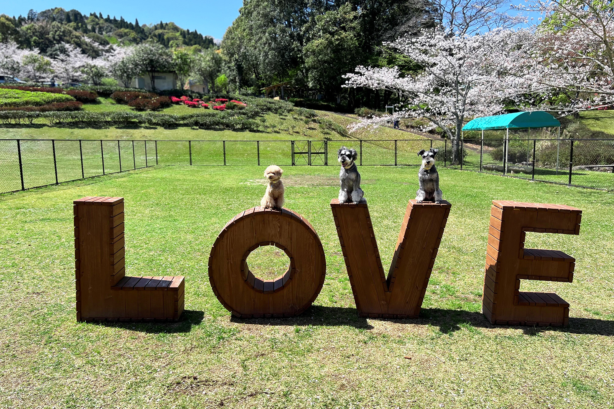 ほけだけグランピング 和泉の毬花(公式写真4)