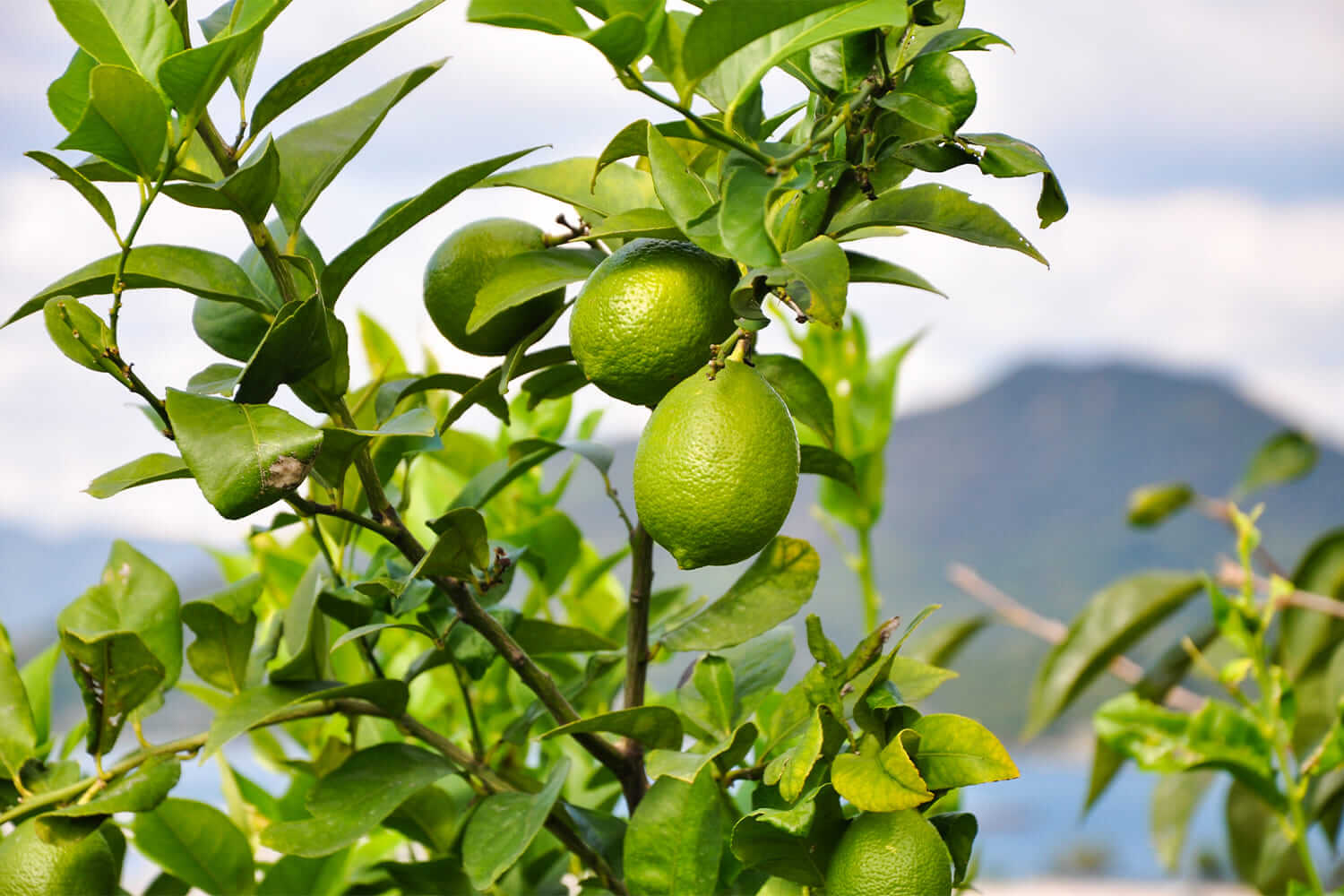 LEMON FARM GLAMPING しまなみ(公式写真6)