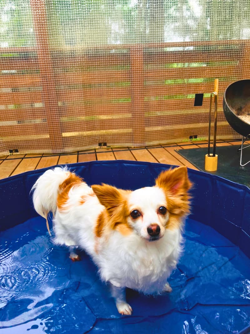 NAGI dog glamping ena