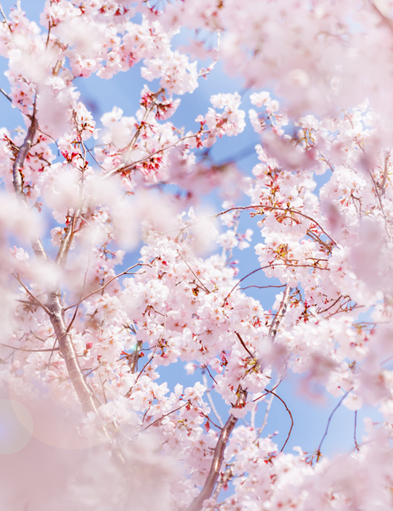 のぞみグランピング&スパ 佐久×軽井沢(公式写真2)
