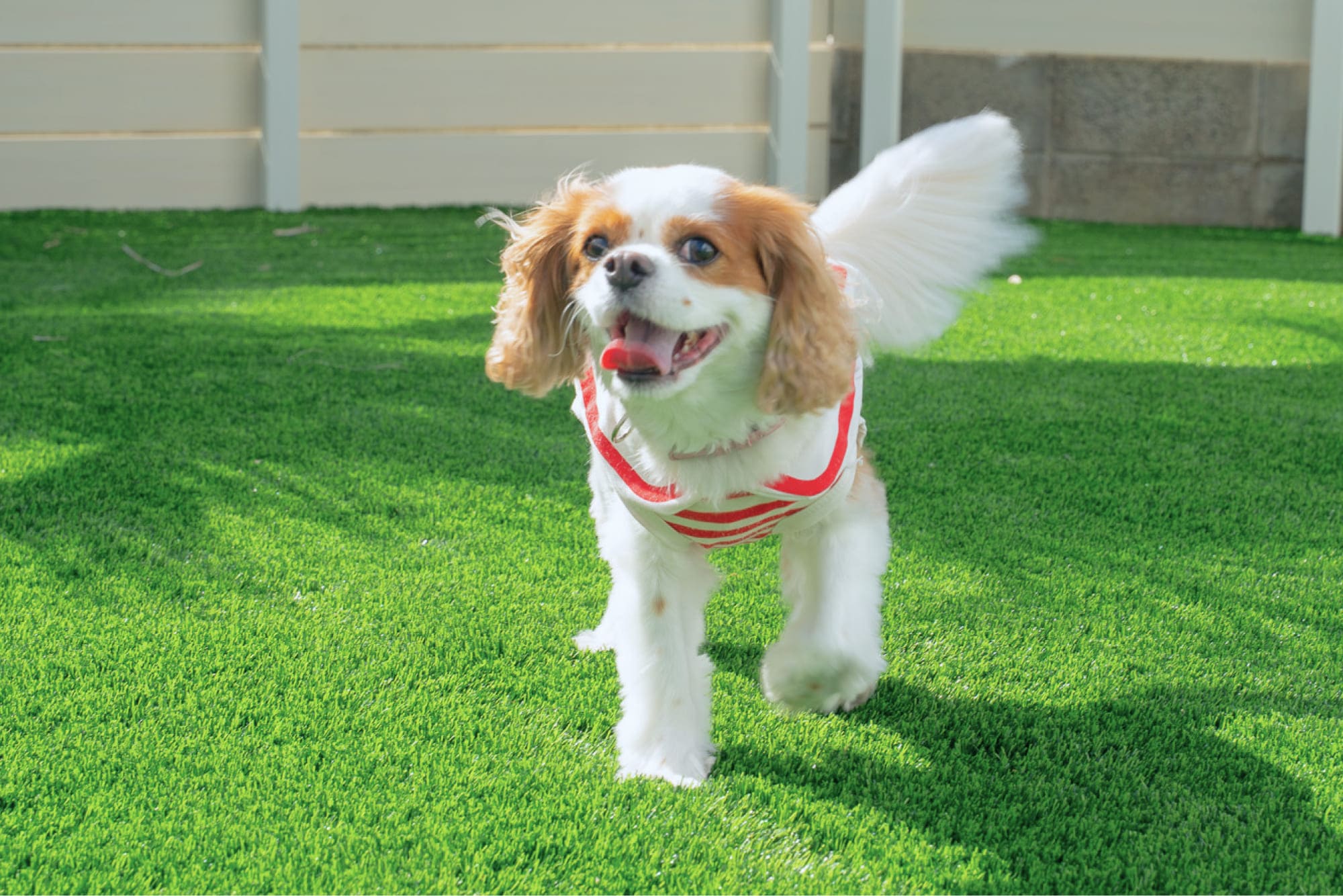 愛犬と貸切サウナヴィラ糸島(公式写真4)
