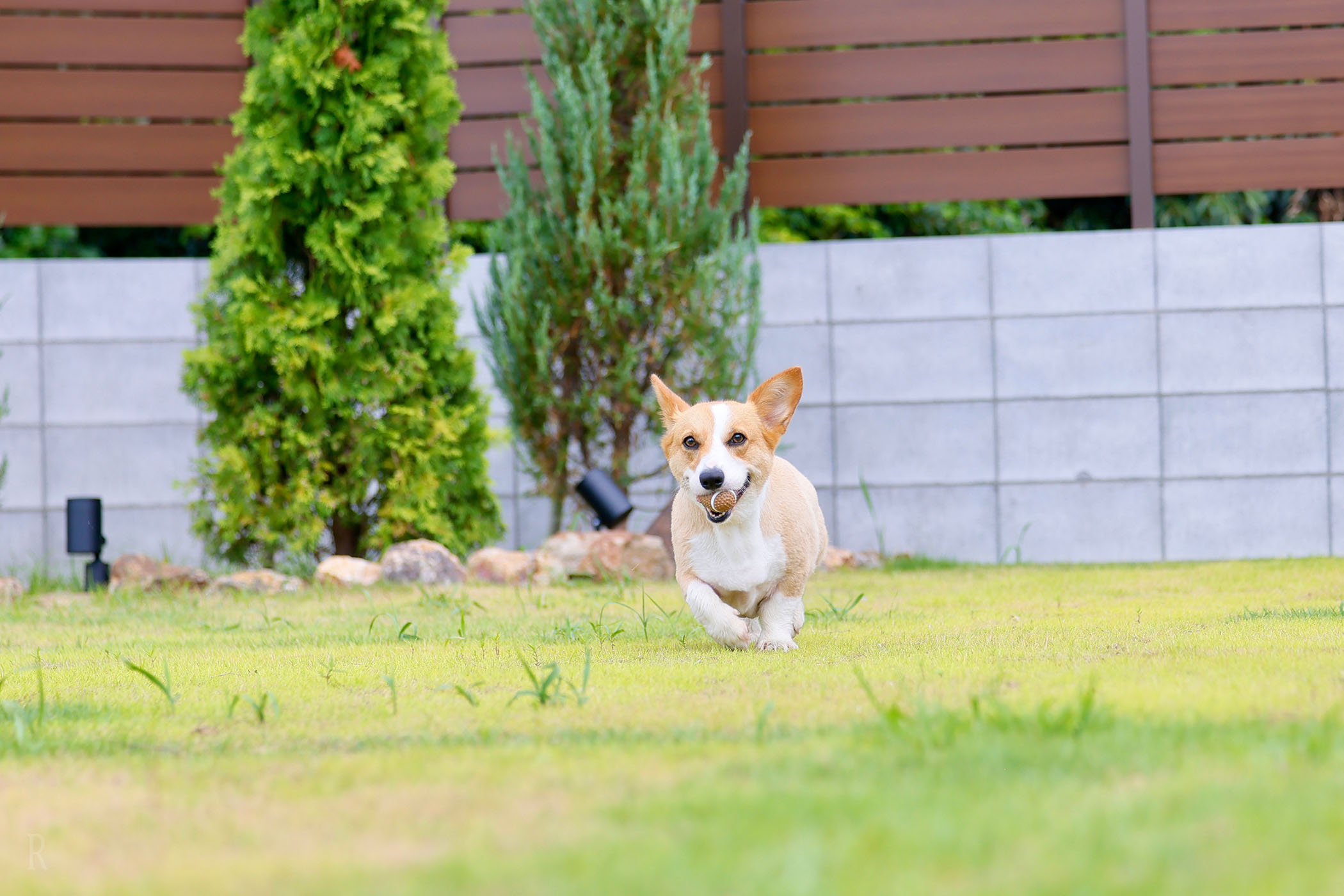 長生 ドッグプールヴィラ Me mo Inu mo(公式写真3)