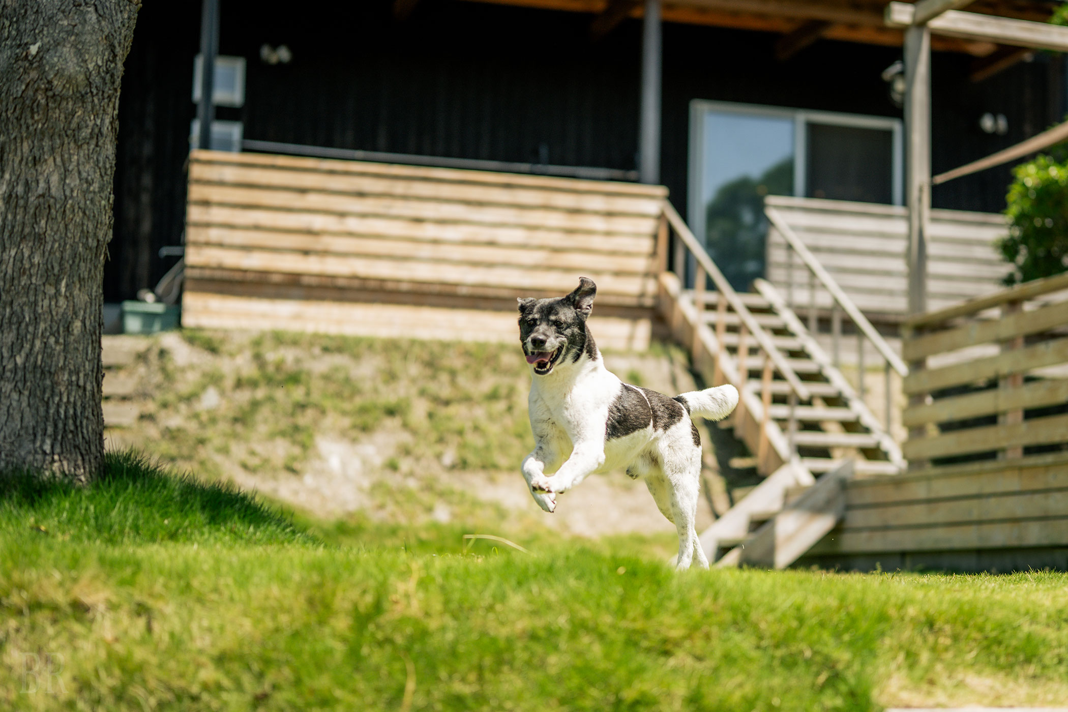 Naruto G house +dog(公式写真7)