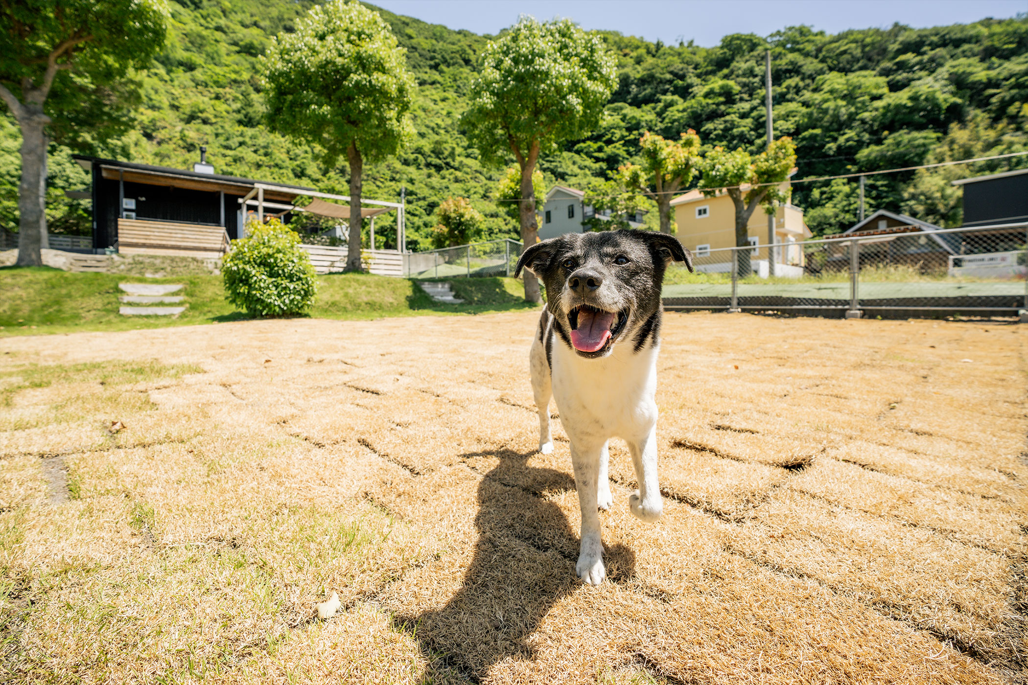 Naruto G house +dog(公式写真8)