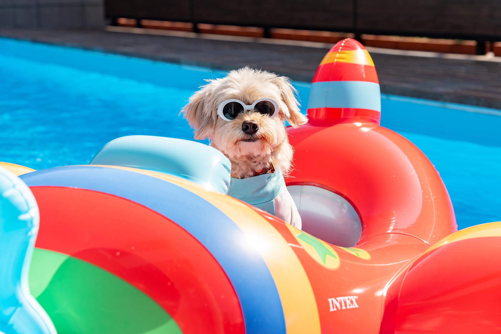Pool de Sauna de DogRun(公式写真10)