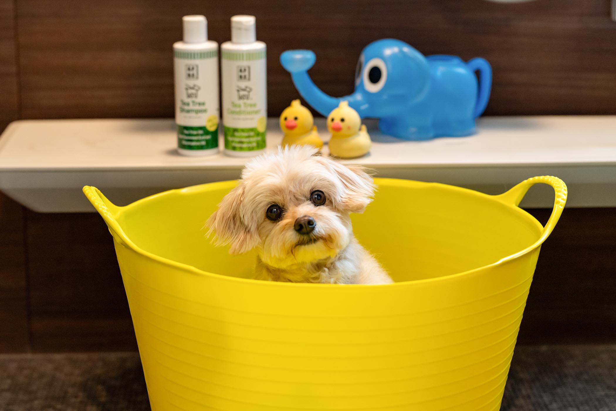 Pool de Sauna de DogRun(公式写真24)
