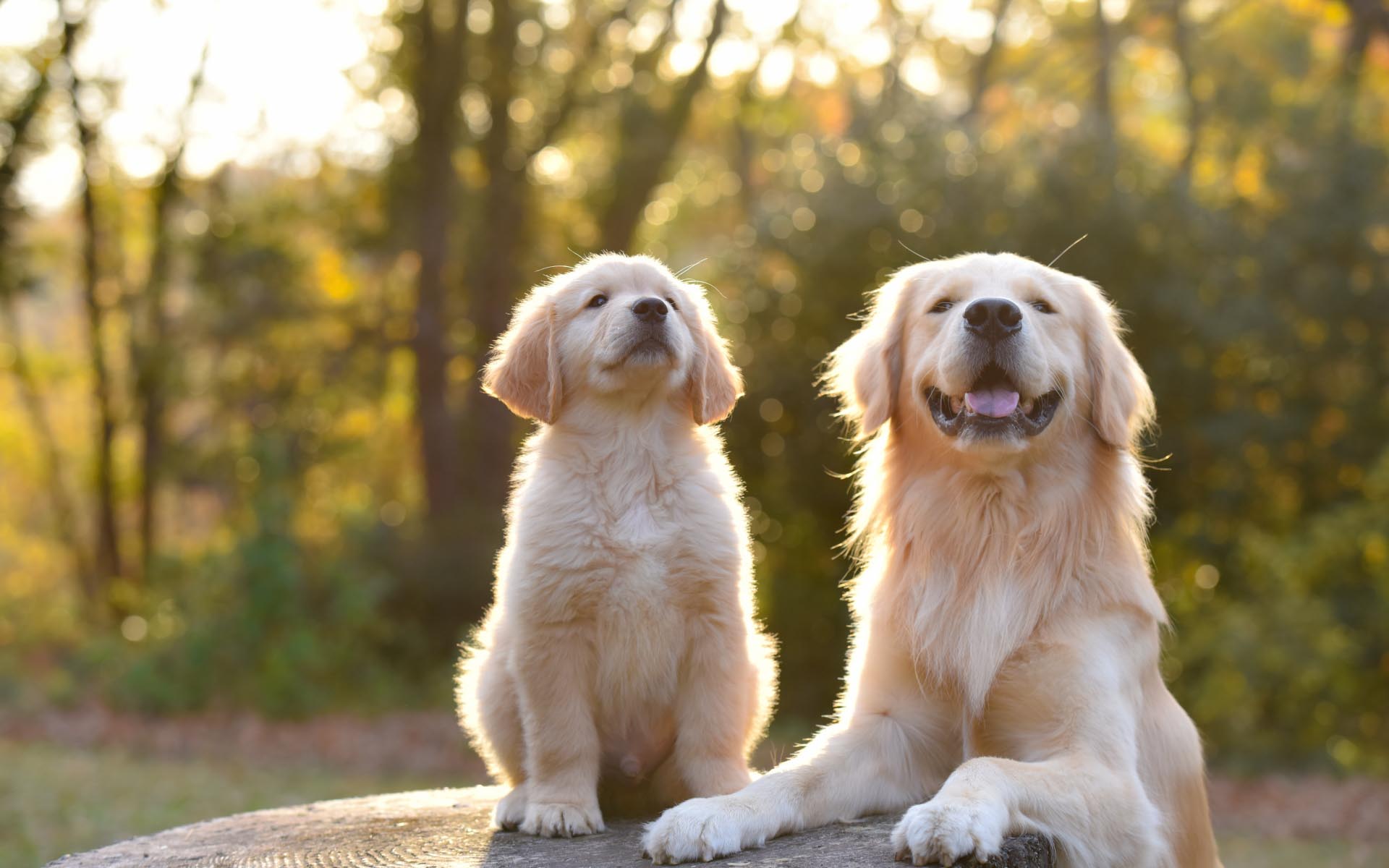 SIDE-BY-SIDE DOGCOTTAGE千葉一宮(公式写真2)