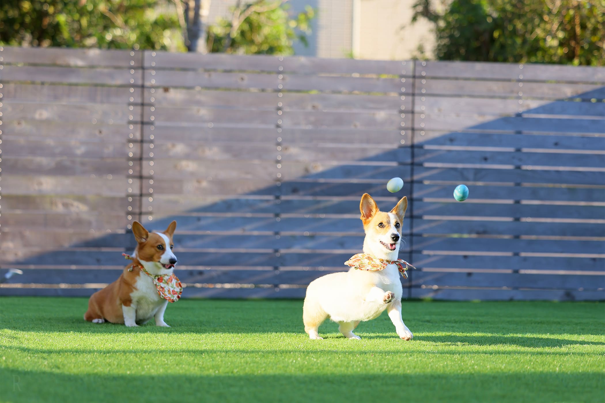 SIDE-BY-SIDE DOGCOTTAGE千葉一宮(公式写真5)