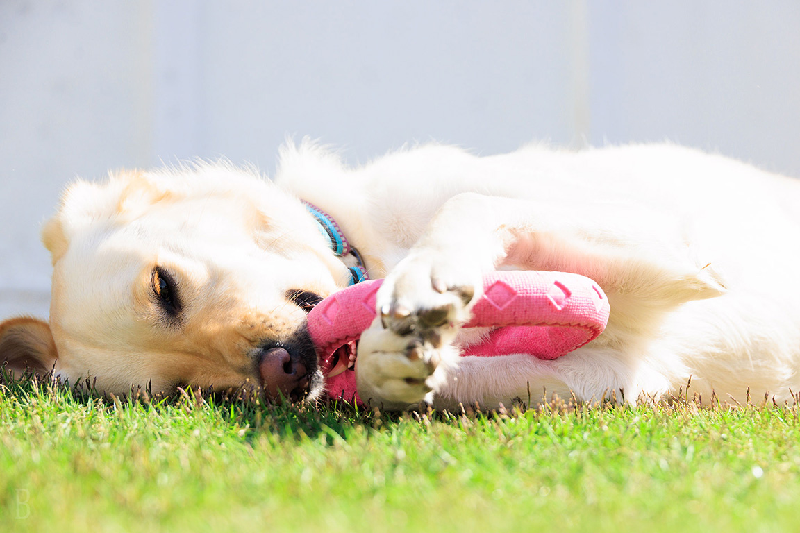 SIDE-BY-SIDE DOGCOTTAGE千葉一宮(公式写真9)