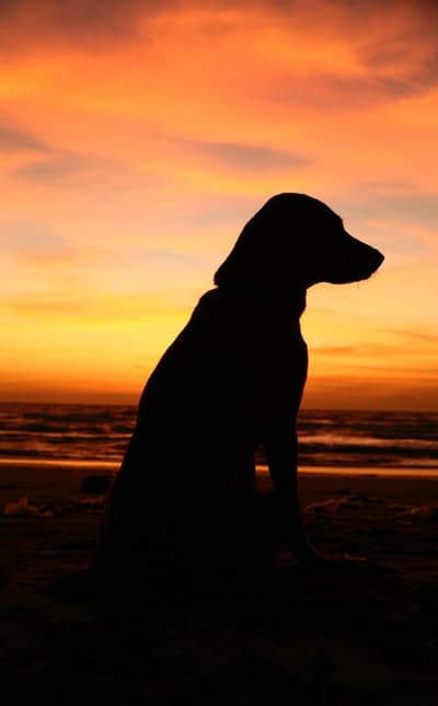 淡路島・野島の愛犬と泊まれる一棟貸し Sunset Dog Village(画像未取得)