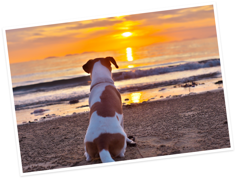 Sunset Dog Village 淡路島(公式写真4)