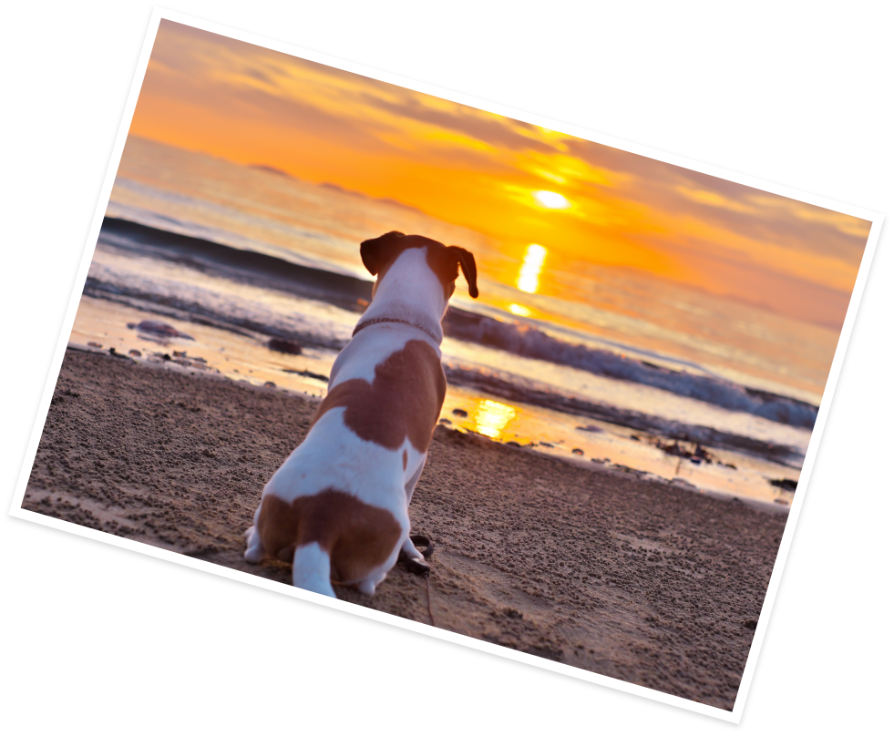 Sunset Dog Village 淡路島(公式写真5)
