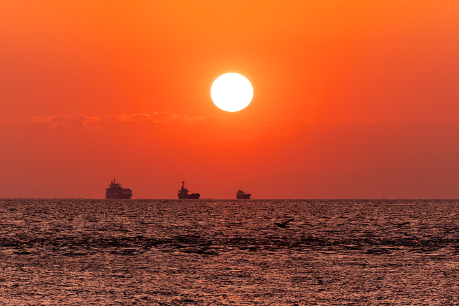 Sunset Dog Village 淡路島(公式写真6)