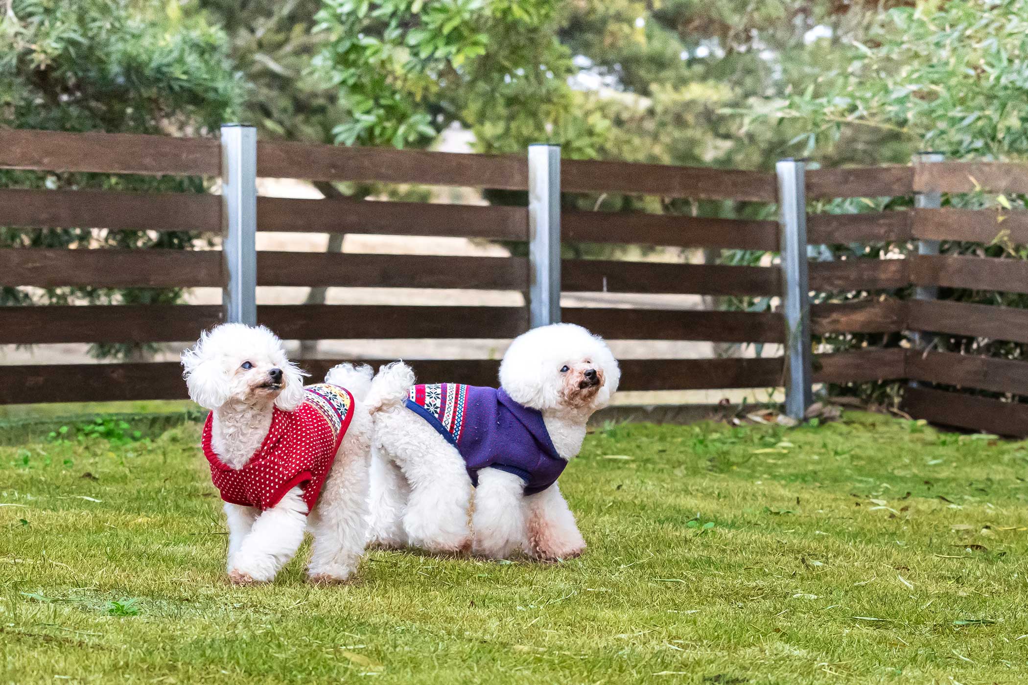 TORAMI surf&dogs OHANA(公式写真7)