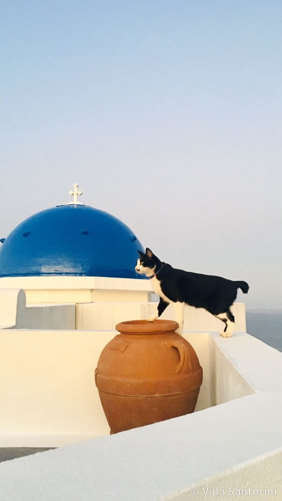 ヴィラ・サントリーニ(Villa Santorini)高知(公式写真18)
