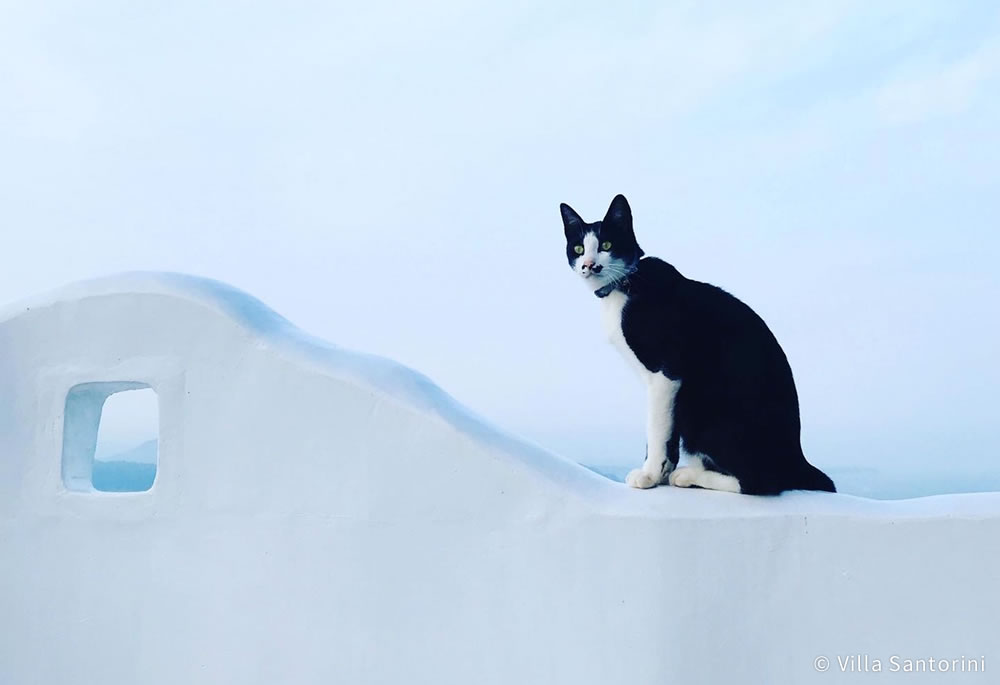 ヴィラ・サントリーニ(Villa Santorini)高知(公式写真19)