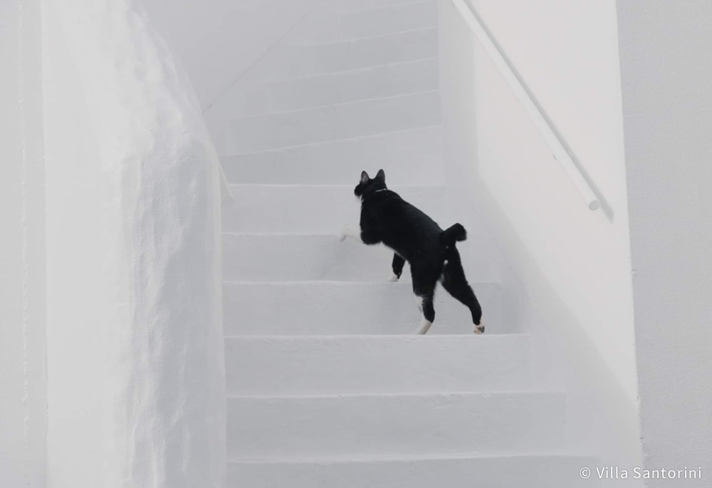 ヴィラ・サントリーニ(Villa Santorini)高知(公式写真22)