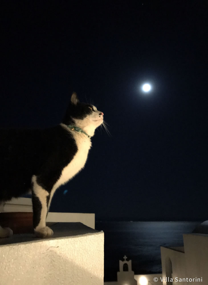 ヴィラ・サントリーニ(Villa Santorini)高知(公式写真23)